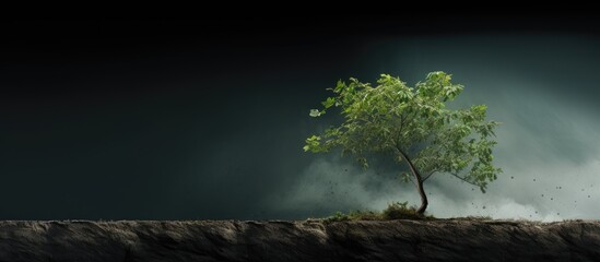 Poster - A young tree is shown in the image growing on the side of the trunk. Creative banner. Copyspace image