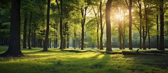 Poster - A natural and vibrant forest with trees creating a lush greenwood scenery illuminated by the warm sunlight in the background providing a perfect copy space image
