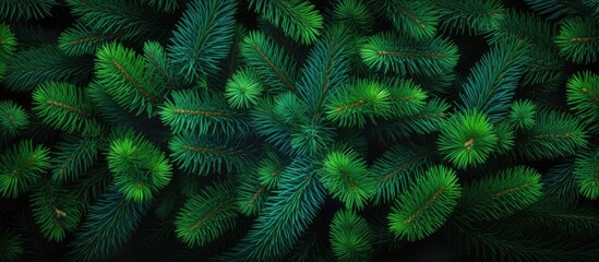 Fototapete - A New Year holiday concept with a colorful background of green fir tree branches seen from above providing ample copy space for designs or text