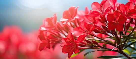 Poster - Blooming red oleander flowers with a blurred bokeh background creating a visually appealing copy space image