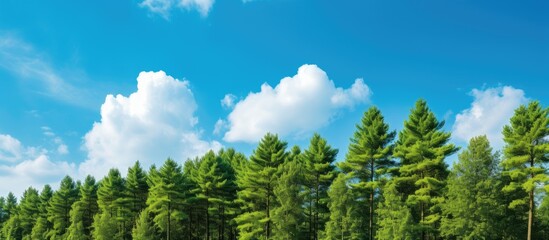 Poster - A picturesque scene of tall trees with a clear blue sky adorned by fluffy white clouds offering ample copy space for your needs