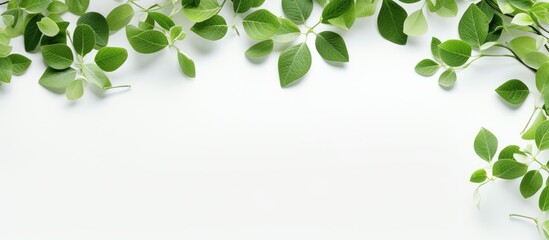 Poster - A frame of green leaves scattered on a white background creates a universal floral layout offering a place for text such as a copy space image