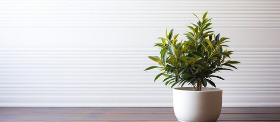 Poster - A green plant sits in a white pot against a backdrop of a wooden surface creating a copy space image