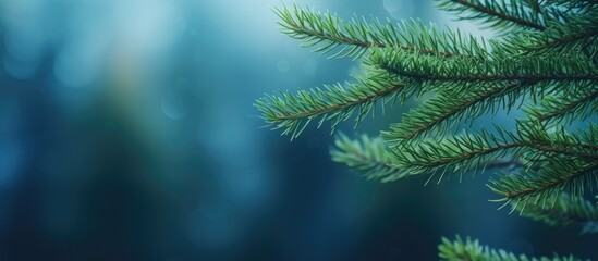 Leinwandbilder - Spruce branches create a natural frame with copy space allowing for text placement The background is blurred producing a realistic bokeh effect