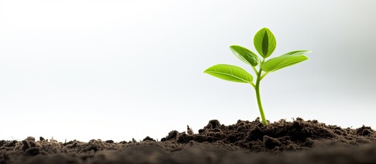 Aufkleber - a young plant stands alone on a white background symbolizing the concepts of growth ecology and hope
