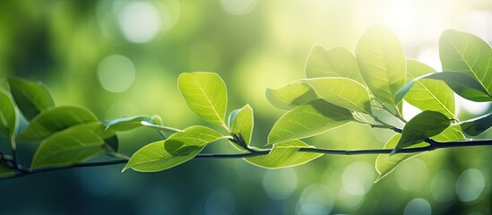 Poster - A stunning close up view of green leaves with sunlight shining through creating a beautiful natural backdrop in a public park garden This fresh wallpaper concept features a blurred and bokeh copy spa