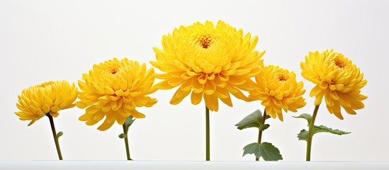 Poster - A stunning yellow chrysanthemum flower in full bloom stands out against a white background offering plenty of copy space for text or other images