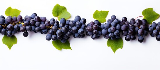 Leinwandbilder - Top view of blue grapes arranged in a flat lay pattern on a white background providing ample copy space for your text