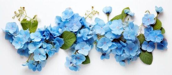 Aufkleber - Top view copy space image of a flat lay floral corner arrangement featuring begonia and small blue flowers isolated on a white background