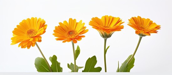 Poster - A trio of calendula flowers against a white backdrop with ample copy space for additional text or images