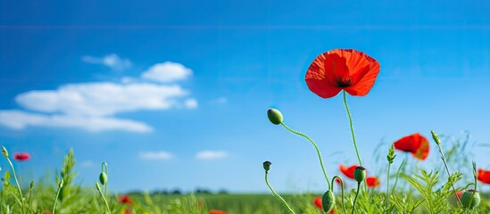 Poster - Vibrant red poppy blossom on a tranquil green meadow providing a striking view against the clear blue sky Perfect copy space image