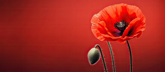 Poster - A vibrant red poppy with copy space image