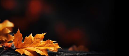 Poster - A vibrant scene of autumn leaves against a dark backdrop creating a striking contrast and providing ample copy space for the image