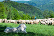 Sheepherd dog guarding sheeps grazing in Pieniny mountains in Poland at spring.