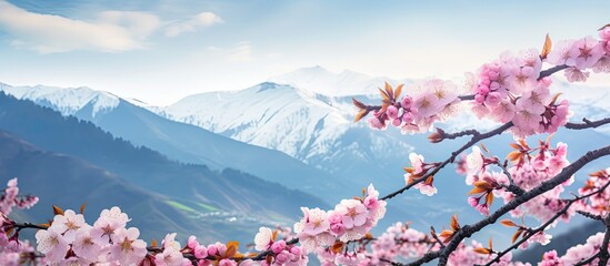 The scenic view of peach blossoms in full bloom against a backdrop of majestic mountains is captured in this copy space image