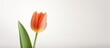 A tulip with a white background providing space for an image. Creative banner. Copyspace image