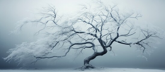 Poster - A wintry tree adorned with icy branches Copy space image