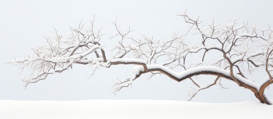 Poster - A wintery scene of a brown tree branch covered in snow offering the perfect backdrop for a copy space image