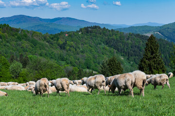 Wall Mural - Traditional sheep pasture on meadow in Pieniny Mountains in Poland. Sheeps springtime grazing.