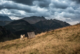 Fototapeta  - Sheepdog guarding sheep at traditional pasture in Tatra National Park mountains in Poland