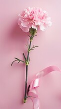 A Pink Carnation Flower Is Placed On  An Extremely Light And Pure Pink Background, Surrounded By A Pink Bow And Ribbon