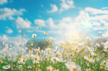 Sticker - A vibrant field of white daisies blooming under a clear blue sky with bright sunlight casting beautiful rays