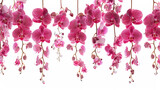 Fototapeta Młodzieżowe - Exotic Hanging Orchids with Dew Drops on White Background, digital design of exotic hanging orchids with dew drops, isolated on a white background, perfect for sublimation projects