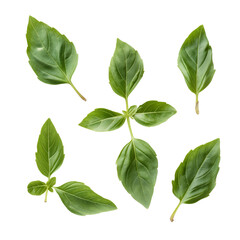 basil leaves isolated on white background