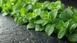   A zoomed-in image of a tabletop covered in fresh mint leaves, adorned with droplets of sparkling water