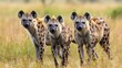 African Spotted Hyenas
