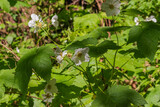 Thimbleberry (rubus parviflorus)