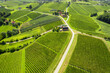 Picturesque vineyards in Jeruzalem wine region in Eastern Slovenia.