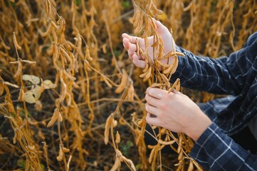 soy in hand. elite soybeans in the farmer's hand, holding his fingers. full pods of soybeans. autumn season. harvesting, autumn harvest, close-up, macro photo.