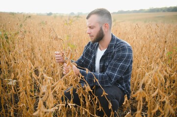 Wall Mural - armer inspects soybeans before harvesting. The concept of agricultural industry