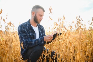 Wall Mural - farmer agronomist in soybean field checking crops. Organic food production and cultivation