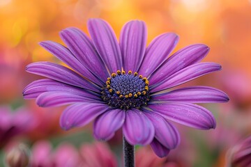 Photo of a purple daisy flower in full bloom, taken with a Sony Alpha D6 camera and Sony FE24-70mm f/5 lens at an aperture setting of F8. The background is blurred to highlight the subject,