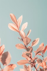 Aufkleber - A close-up of a plant with pink leaves contrasting against a teal-colored background