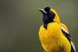 Hooded Oriole in Northern California. Close-up Shot with a Blurred Background, Highlighting