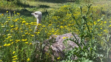 Emu, curious ostrich, raising its head