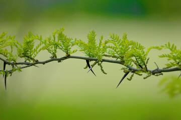 a branch of gleditsia triacanthos (honey locust) shot close up in soft morning light against a lovel