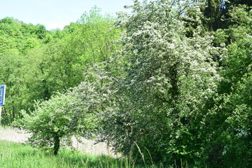 Sticker - spring blooming tree