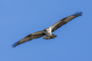 Wall Mural - osprey in flight