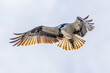 osprey hovering