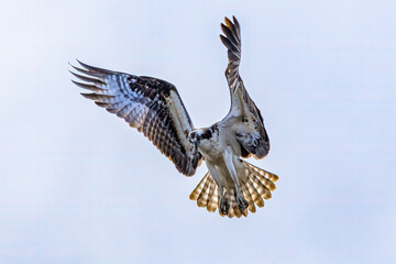 Wall Mural - osprey hovering