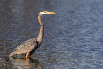 Sticker - great blue heron