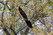 eagle on tree