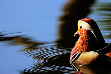 Canvas Print - Mandarin Duck