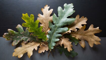 Aufkleber - composition of oak leaves on a black background