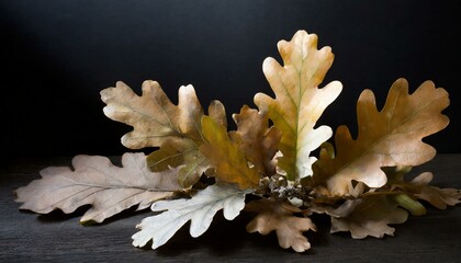 Aufkleber - composition of oak leaves on a black background