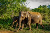 Sri Lanka - SAFARI - słoń